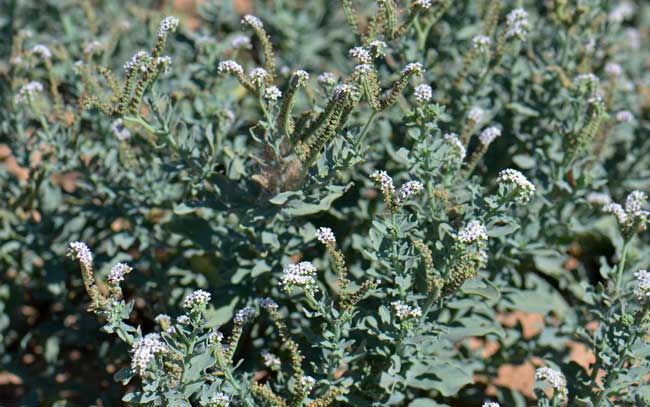 Heliotropium curassavicum, Salt Heliotrope, Southwest Desert Flora